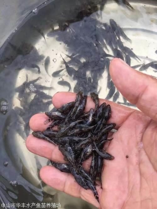中山筍殼魚苗養(yǎng)殖供應(yīng)直銷商