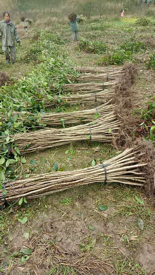 廣西香樟苗廠家-種植基地-批發(fā)價(jià)格  香樟苗