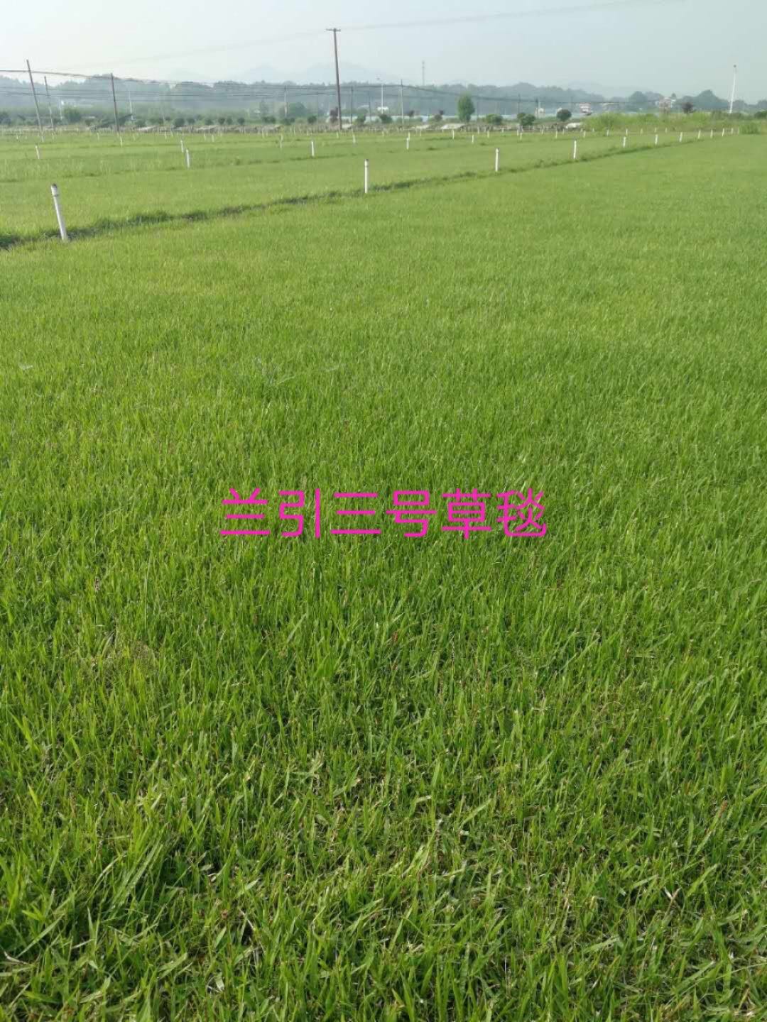 草皮 湖南草皮報(bào)價(jià) 廣東草皮批發(fā)  江西草皮供應(yīng)商  長(zhǎng)沙草皮生產(chǎn)廠家 廣州草皮直銷(xiāo) 湖北草皮公司
