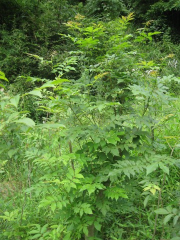 貴州青錢柳苗茶廠家直銷 青錢柳苗茶葉