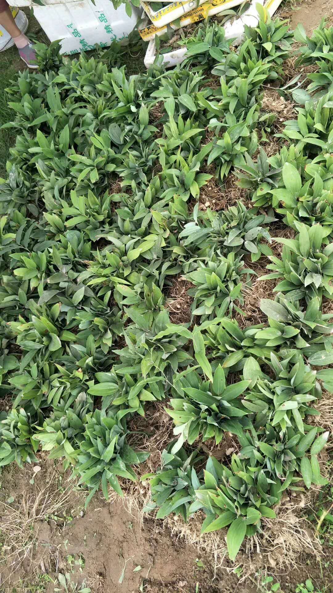 *黃精哪里有-價格-廠家
