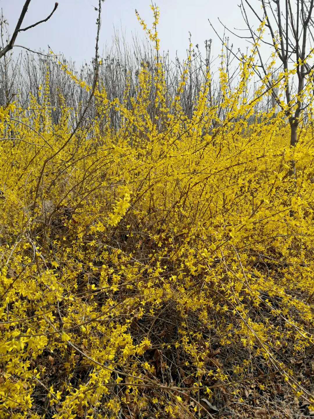 優(yōu)質(zhì)連翹種植戶基地電話，北京連翹市場*質(zhì)貨源