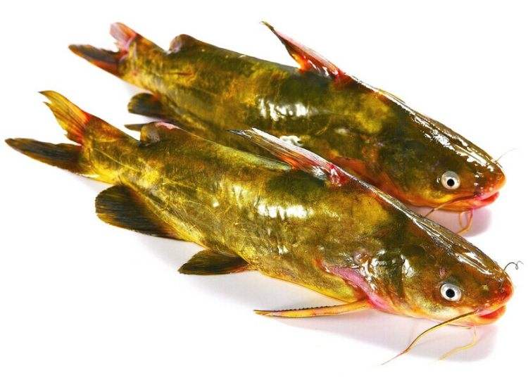 生鮮配送黃骨魚 宏鴻生鮮配送黃骨魚