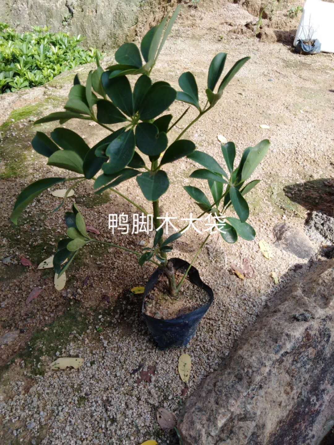 鴨腳木大袋供應(yīng)商-價格-廠家  鴨腳木大袋