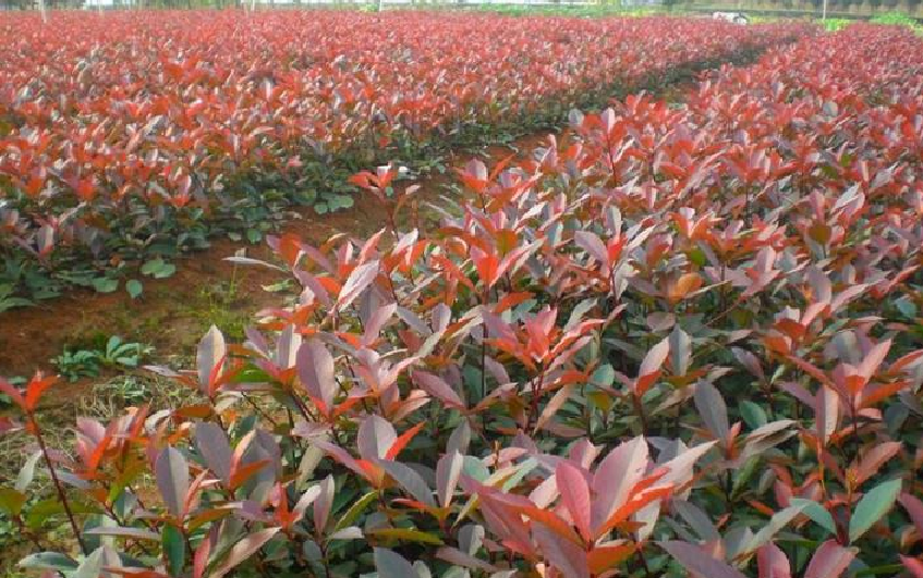 淮北8公分紅葉石楠/8公分紅葉石楠價格/8公分紅葉石楠價格表/8公分紅葉石楠廠家直銷/8公分紅葉石楠哪家好