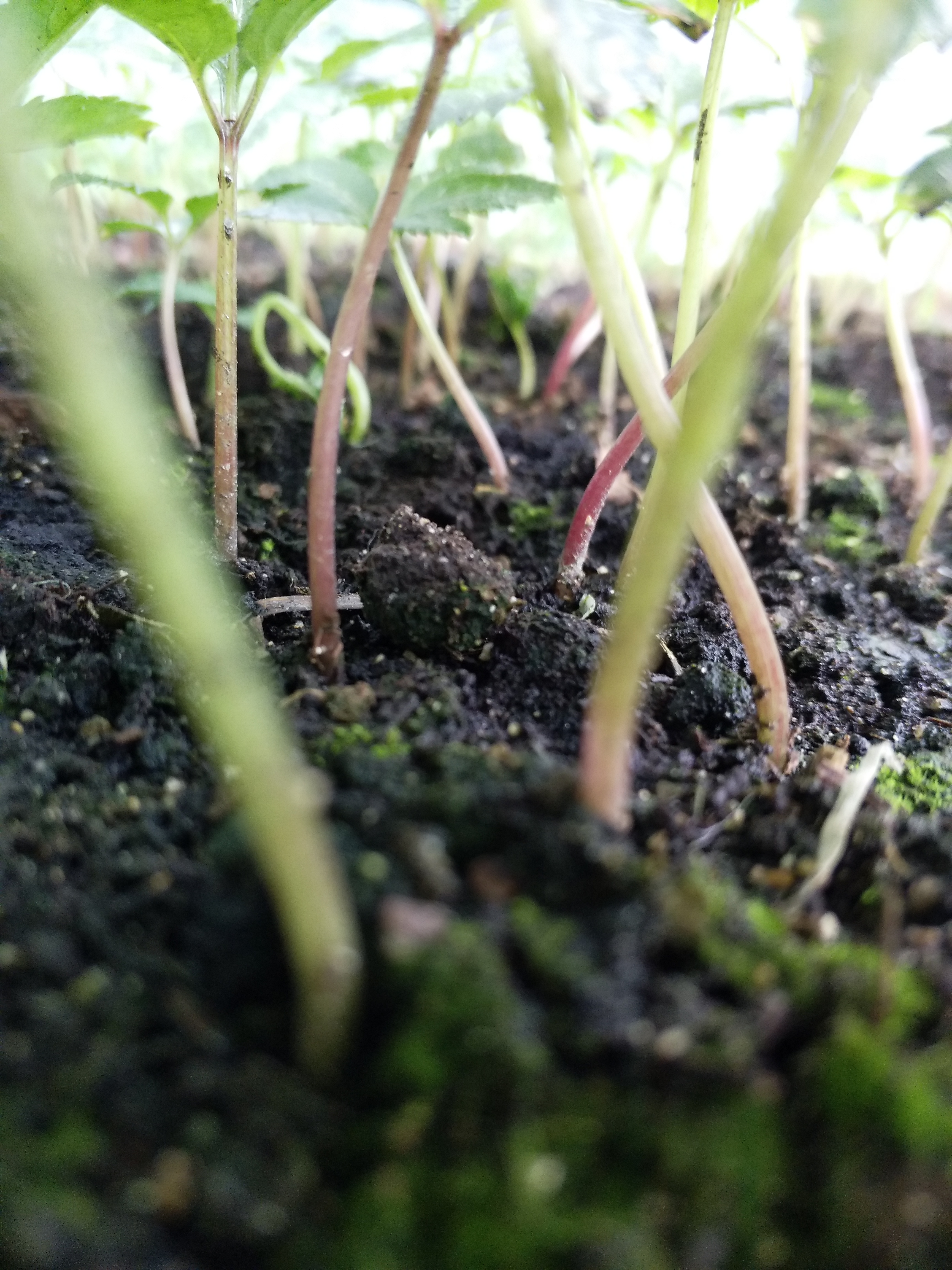 竹節(jié)參白三七黑三七竹節(jié)三七價(jià)格功效