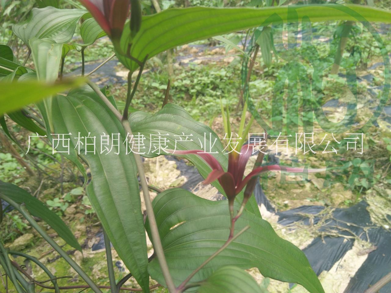四川百部高產(chǎn)種植百部種苗