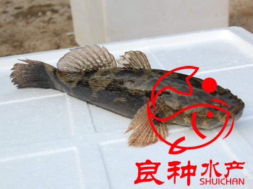 筍殼魚苗廠家_價(jià)格