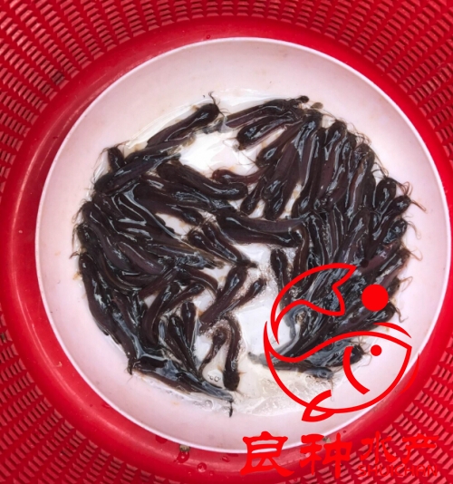 三黃塘鲺魚(yú)苗養(yǎng)殖場(chǎng)_批發(fā)魚(yú)苗
