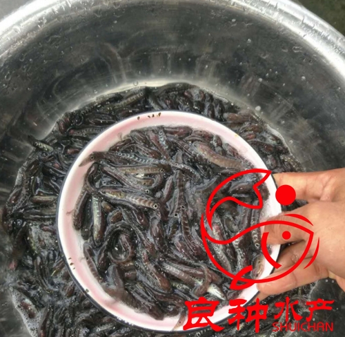 廣州黑魚(yú)苗養(yǎng)殖場(chǎng)，廣州黑魚(yú)苗批發(fā)價(jià)，廣州黑魚(yú)苗哪里有，廣州黑魚(yú)苗批發(fā)價(jià)格，廣州黑魚(yú)苗多少錢(qián)