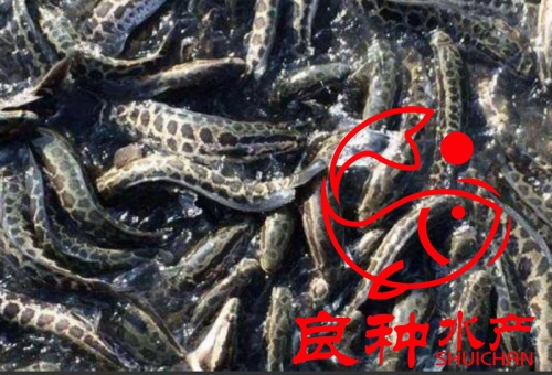 廣州黑魚(yú)苗養(yǎng)殖場(chǎng)，廣州黑魚(yú)苗批發(fā)價(jià)，廣州黑魚(yú)苗哪里有，廣州黑魚(yú)苗批發(fā)價(jià)格，廣州黑魚(yú)苗多少錢(qián)