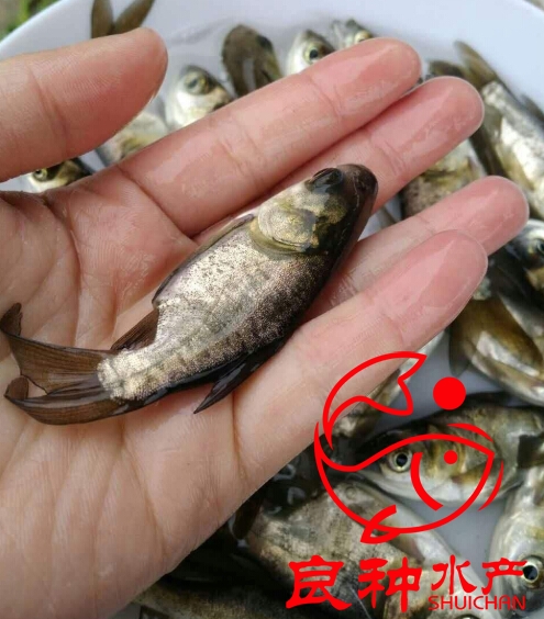 縮骨大頭魚苗批發(fā)基地_水產(chǎn)魚批發(fā)