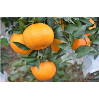 雅安大雅柑苗種植批發(fā)基地-優(yōu)質(zhì)種植供應(yīng)商報(bào)價(jià)