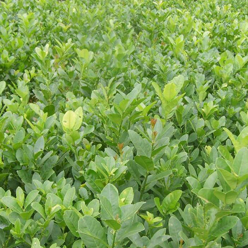 梔子種植技術(shù)梔子種苗批發(fā)