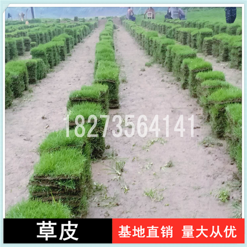 岳陽馬尼拉草皮卷批發(fā)價，岳陽馬尼拉草皮卷報價價格，岳陽馬尼拉草皮卷種植基地