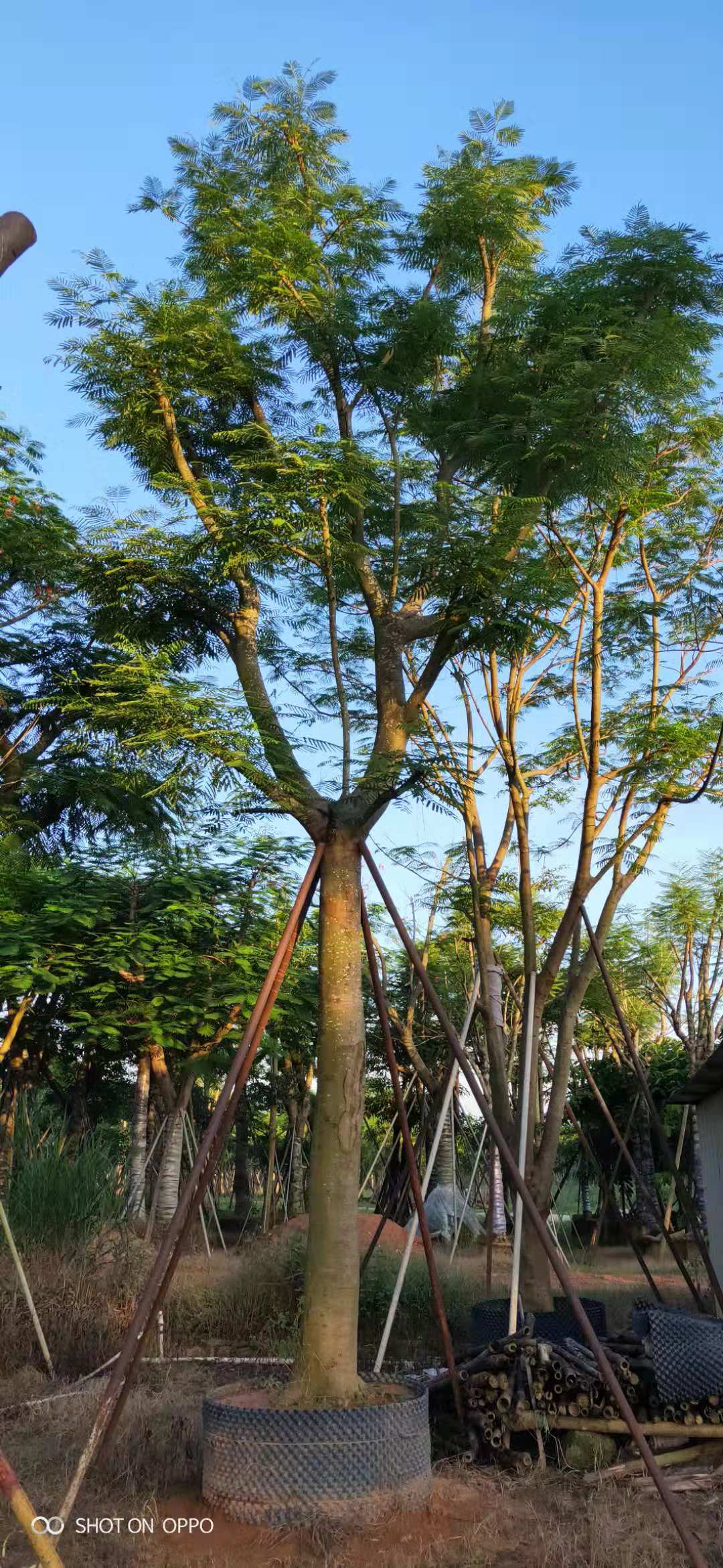 鳳凰木種植基地 大型鳳凰木基地 鳳凰木種植廠家