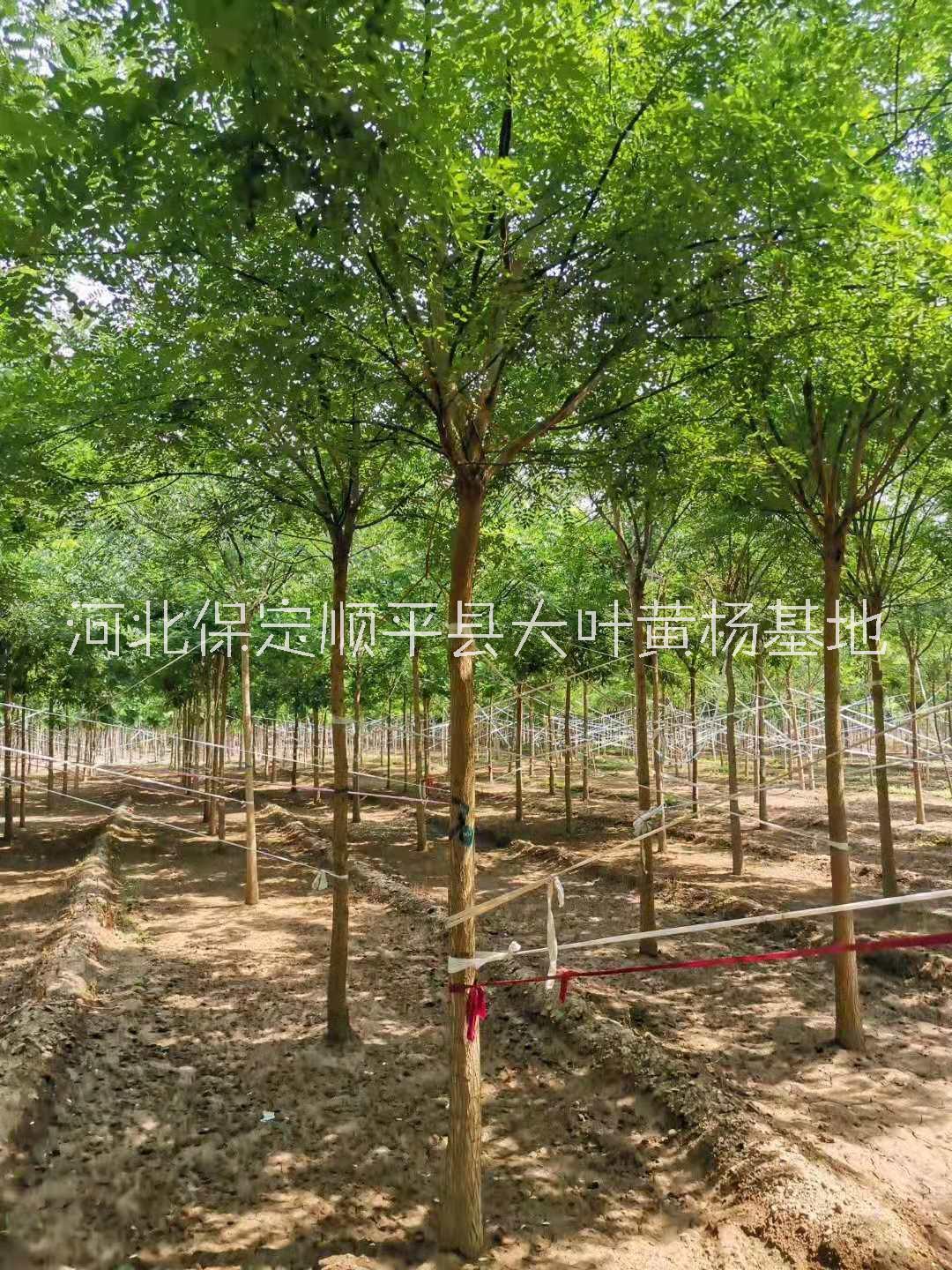 順平縣國槐樹苗批發(fā)基地/優(yōu)質(zhì)供應(yīng)商