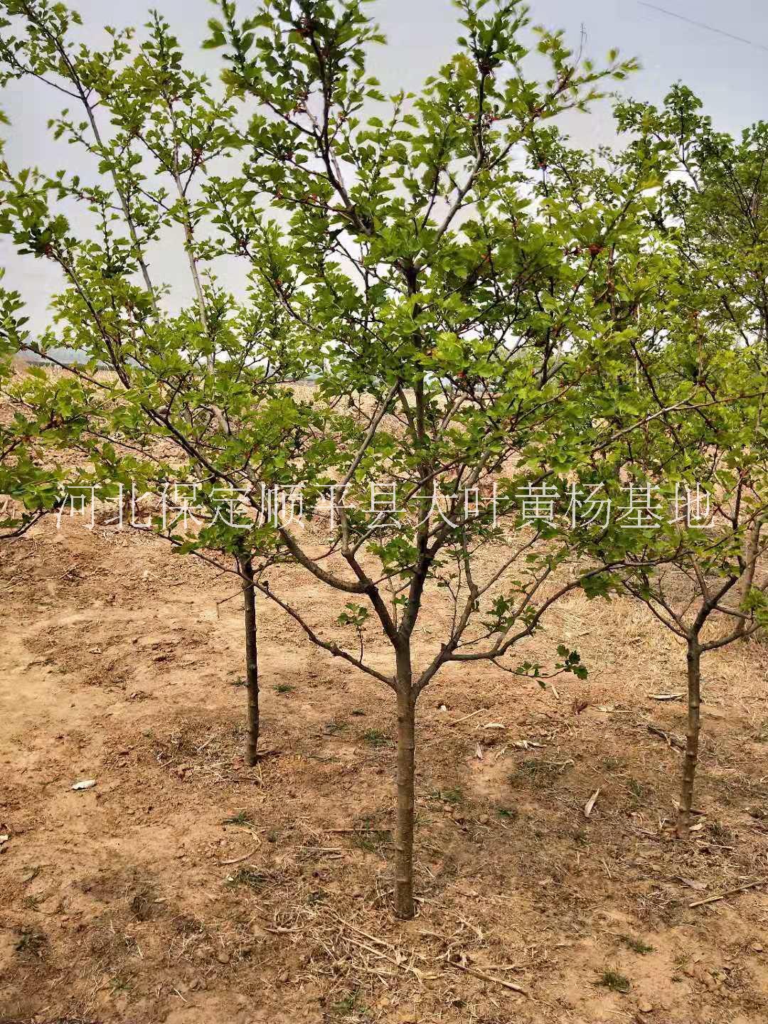 山楂樹價(jià)格_苗木基地