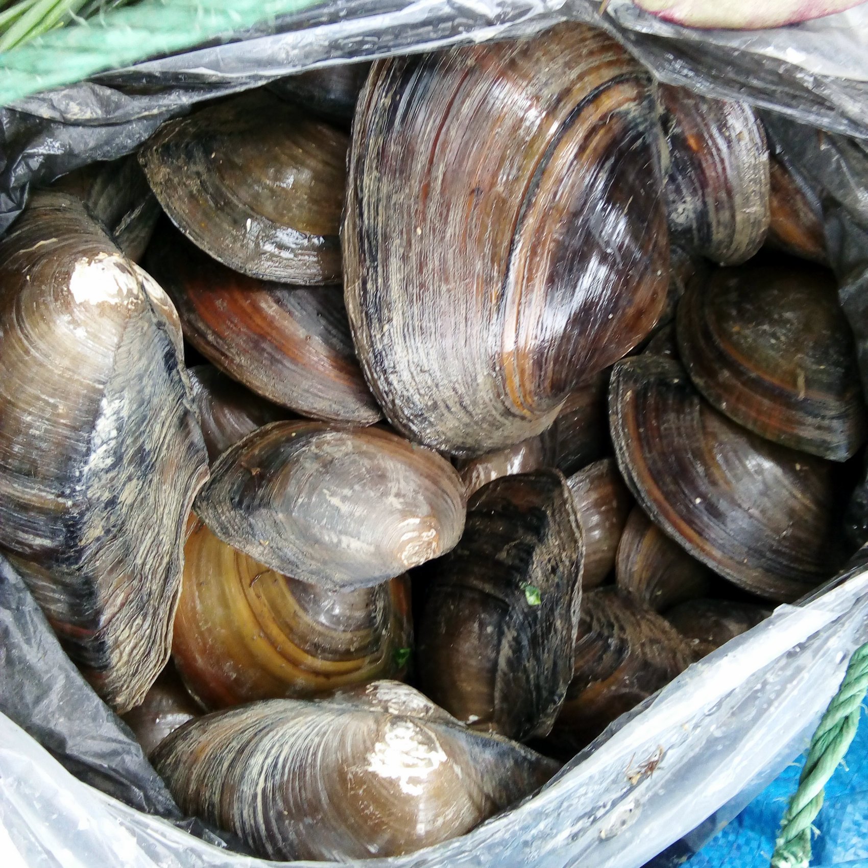 杭州新鮮扇貝出售，歡迎來電咨詢