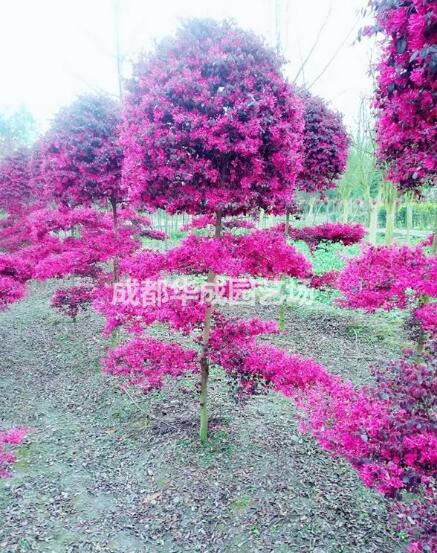 四川成都紅繼木種植基地-【成都華成園藝場】