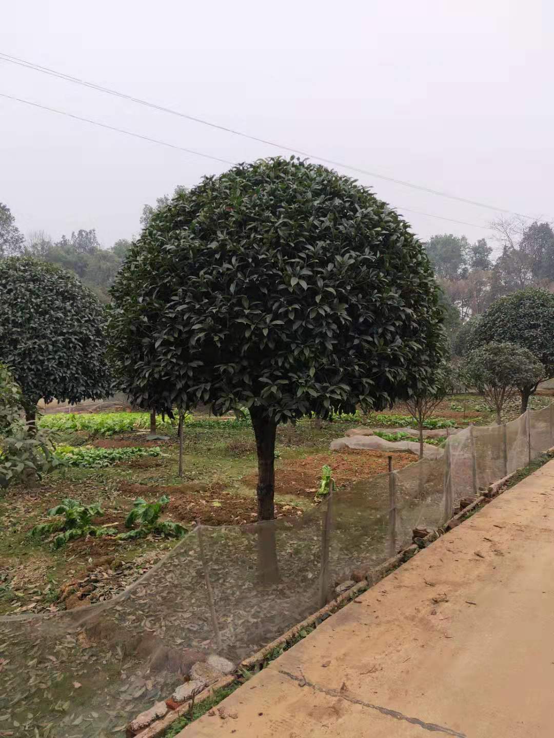 桂花樹出售，益陽(yáng)桂花樹基地，益陽(yáng)桂花樹價(jià)格，益陽(yáng)桂花樹報(bào)價(jià)