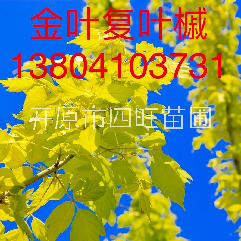 東北遼寧直銷金葉復(fù)葉槭 復(fù)葉槭樹小苗規(guī)格齊全價格合理