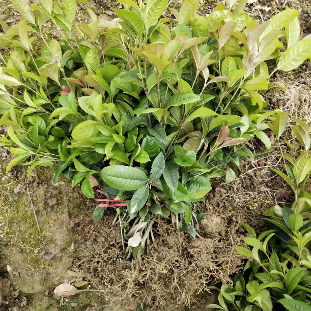 湖北四季桂小苗苗木種植基地-【郴州佳苗綠化草皮苗木專業(yè)合作社】