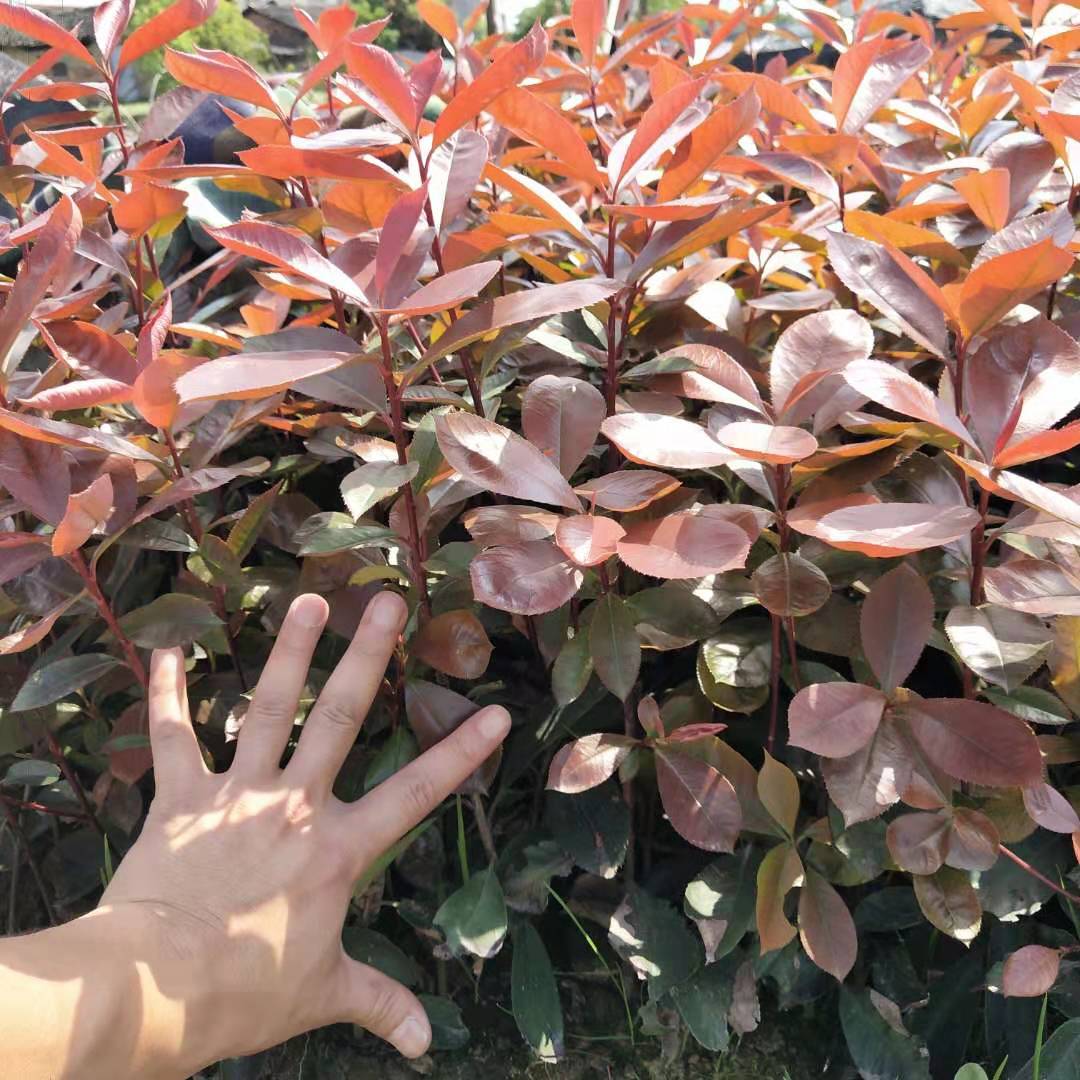 湖南紅葉石楠種植基地