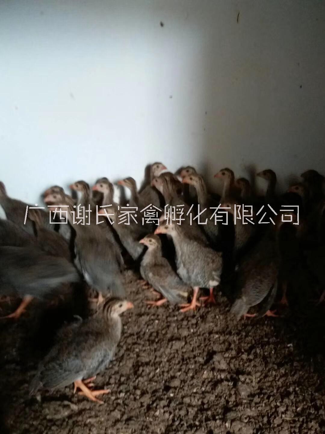 廣西南寧七彩山雞苗批發(fā)脫溫山雞苗批發(fā)