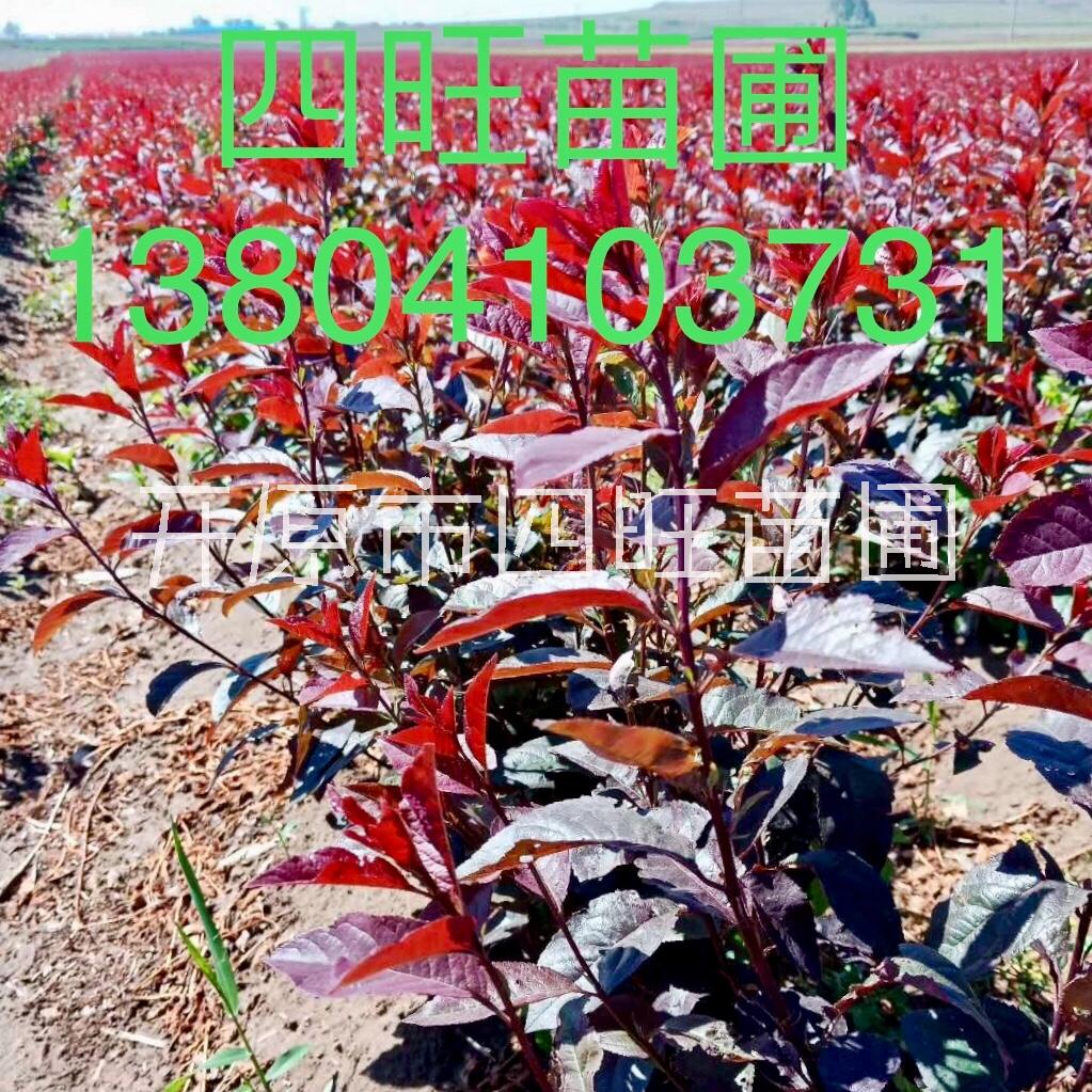 東北遼寧直銷叢生密枝紅葉李綠籬容器苗營養(yǎng)杯苗規(guī)格齊全價(jià)格便宜量大可詳談