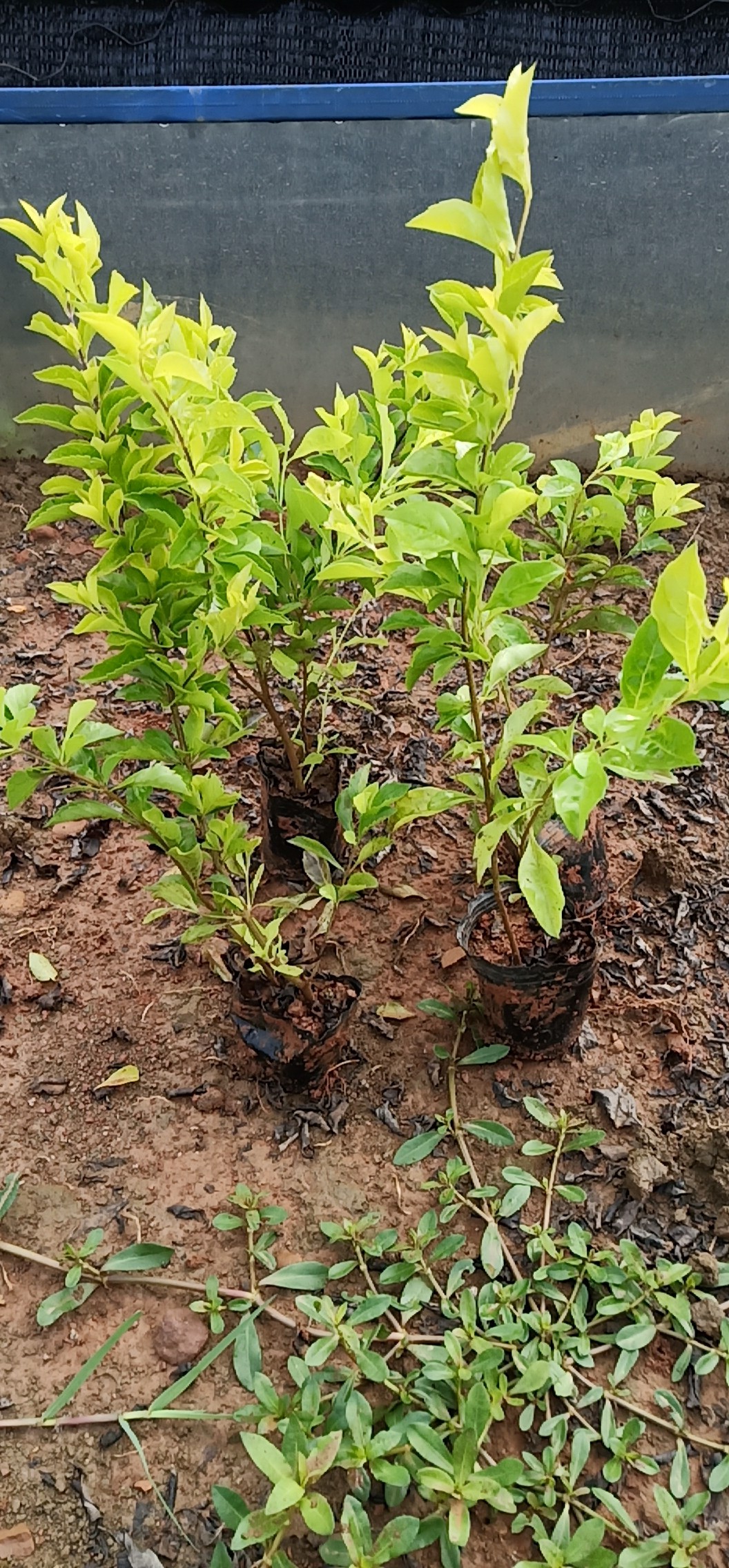 黃連翹小杯苗批發(fā)，黃連翹小杯苗種植基地，黃連翹小杯苗批發(fā)價格