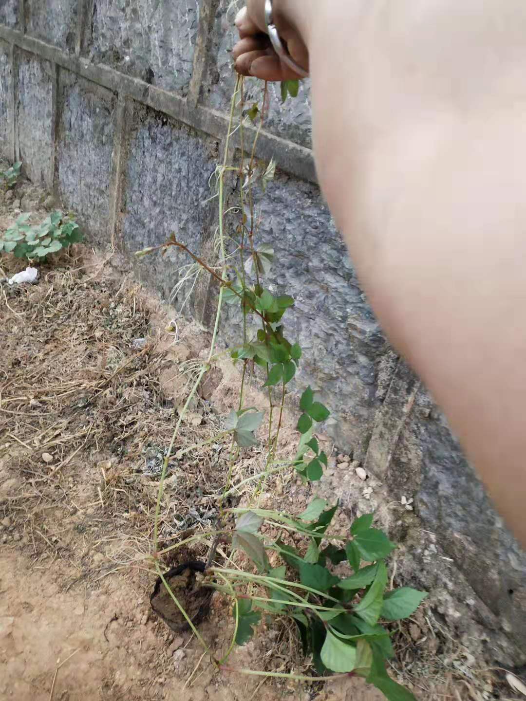 爬山虎小杯苗  云南 爬山虎小杯苗種植基地   云南爬山虎批發(fā)價格