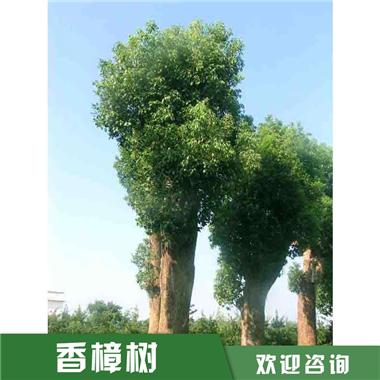 益陽香樟樹種植基地，湖南益陽香樟樹批發(fā)，湖南4公分香樟樹批發(fā)
