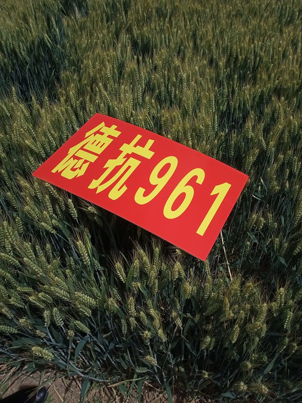 德抗961高產(chǎn)麥種 高產(chǎn)小麥種子