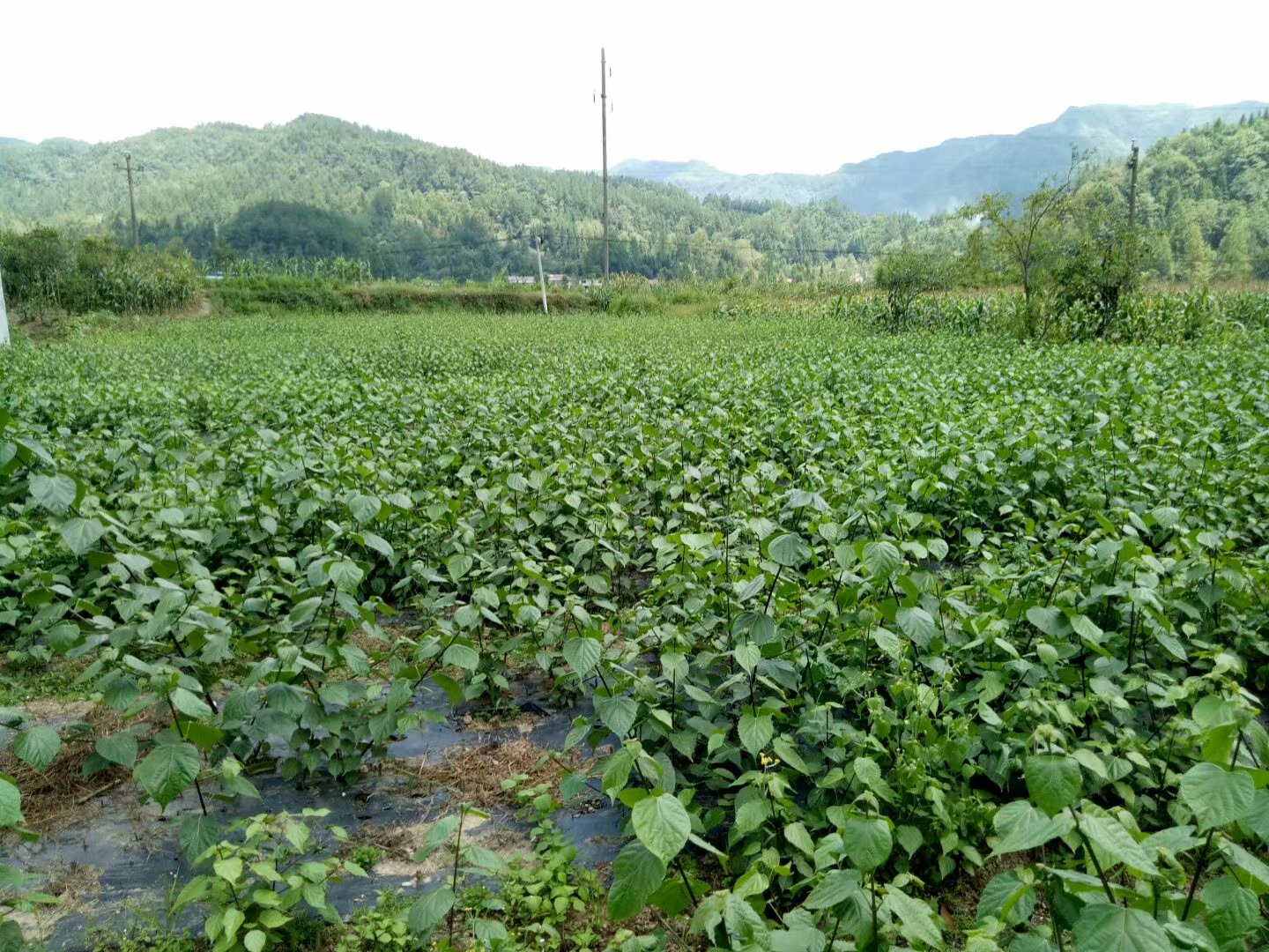 神豆腐樹苗|神奇豆腐樹苗|豆腐樹苗價(jià)格