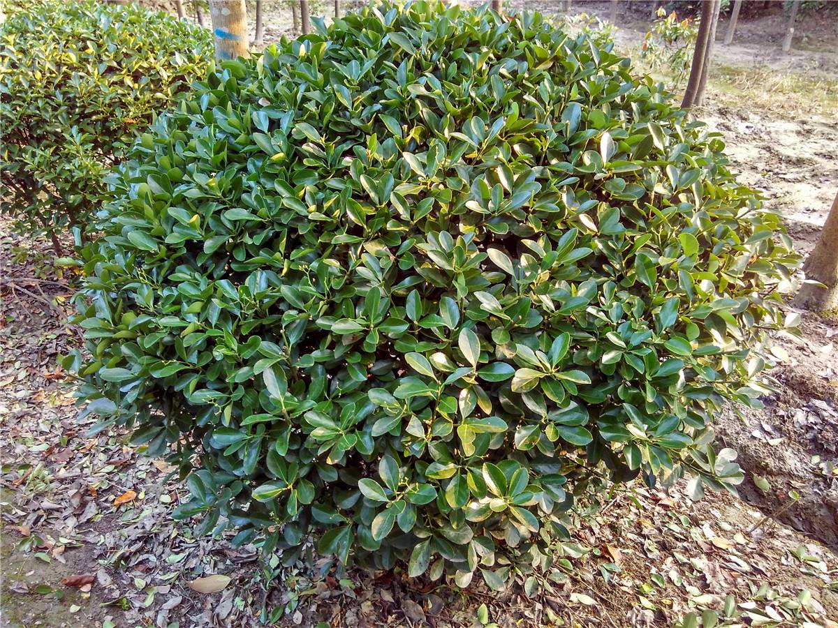 大葉黃楊球     大葉黃楊杯苗        大葉黃楊地苗       大葉黃楊基地
