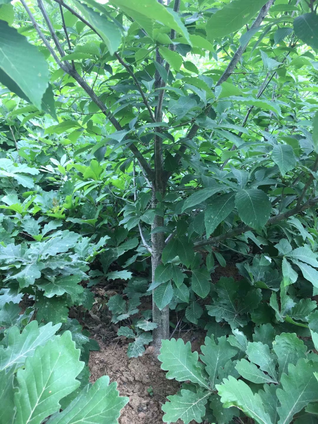 供應(yīng)蒙古櫟苗木150萬(wàn)株