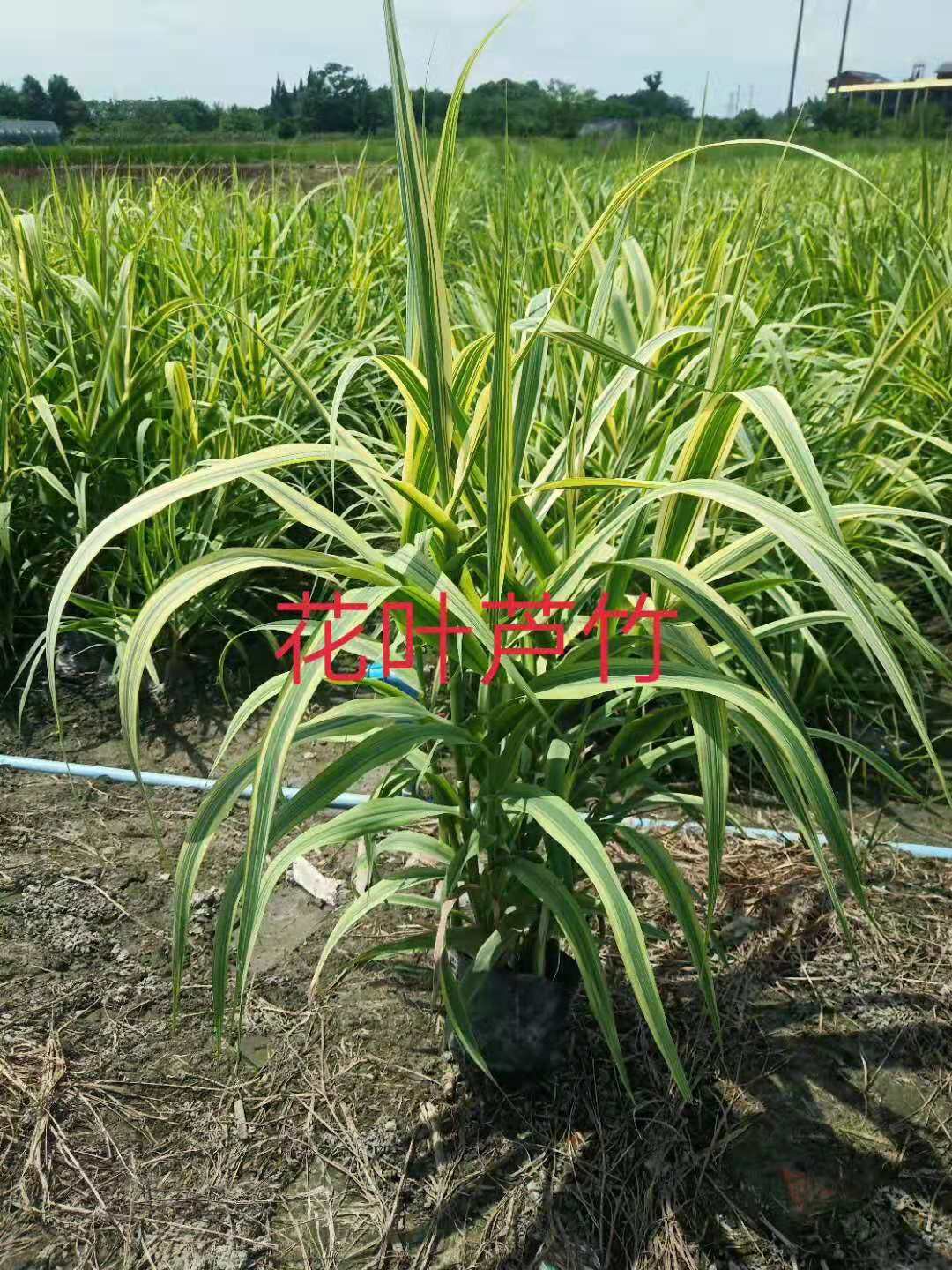 四川水生植物基地直銷批發(fā)價*出售價格