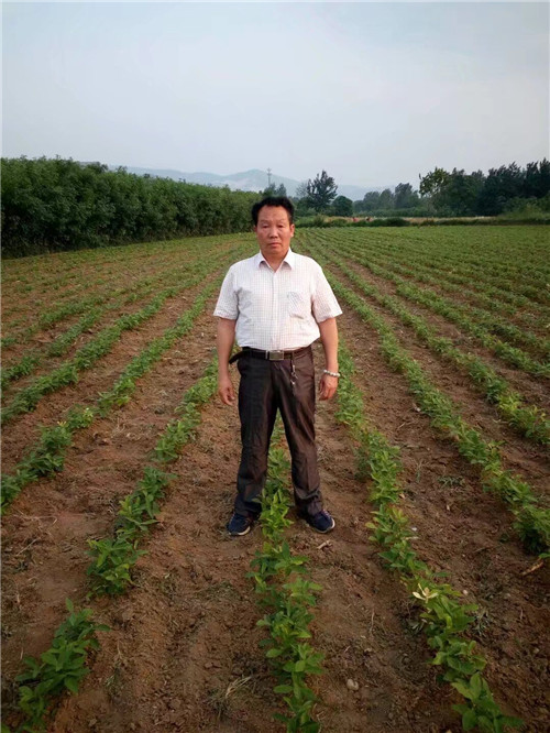 供應(yīng)栓皮櫟苗木150萬株