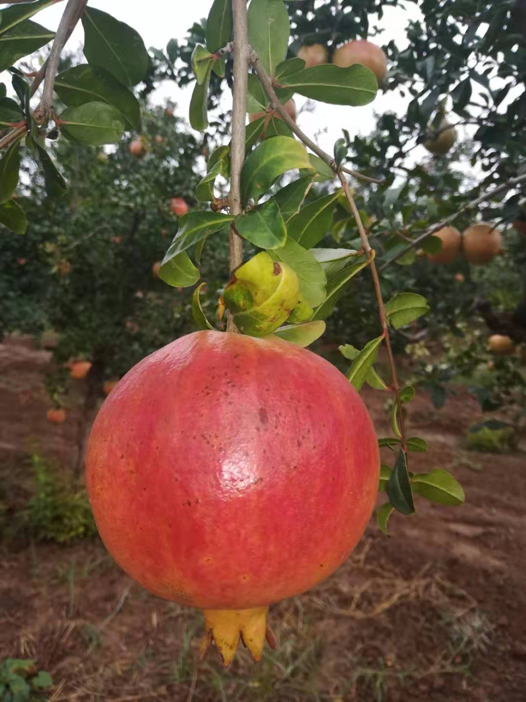 河陰*軟籽石榴種植—批發(fā)商—供應(yīng)商