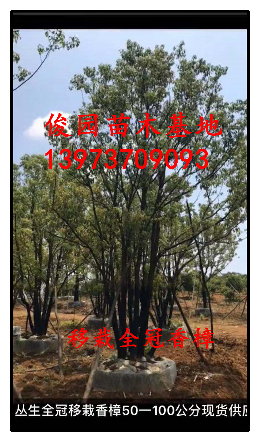 益陽(yáng)移栽全冠香樟種植基地，湖南益陽(yáng)移栽全冠香樟批發(fā)，湖南益陽(yáng)移栽全冠香樟批發(fā)