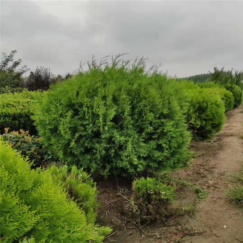 山東一級 120厘米灑金柏基地暢購無憂好貨價低