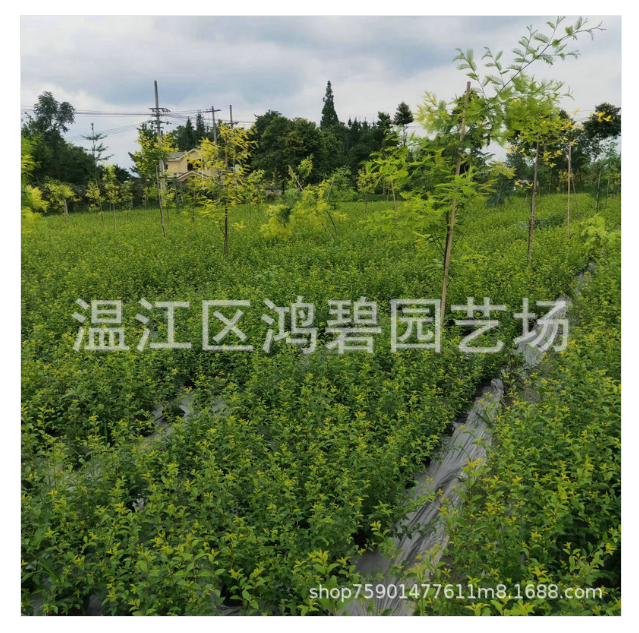 紅花繼木毛球價格、報價、批發(fā)【溫江區(qū)鴻碧園藝場】