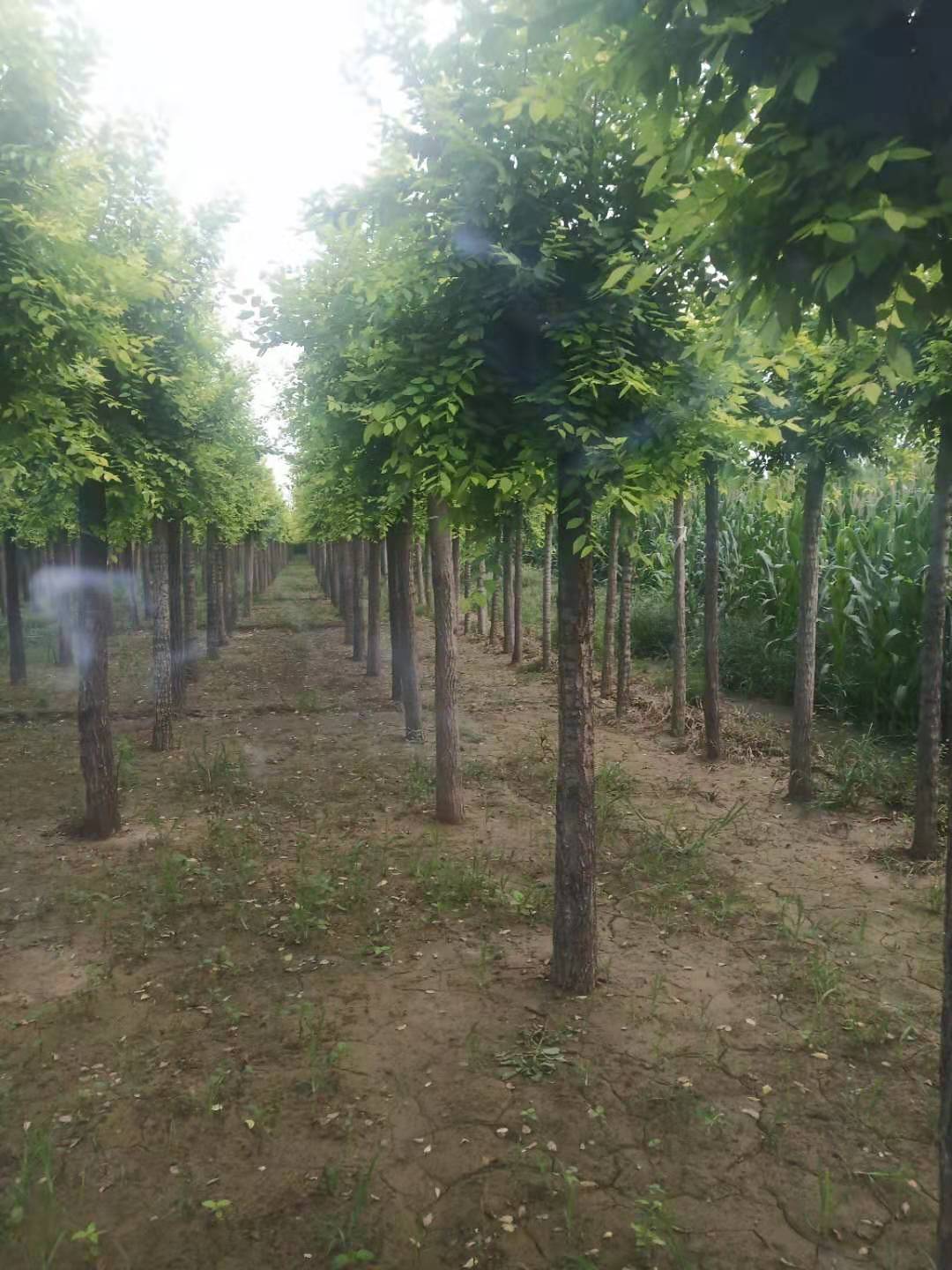 河北保定金葉榆苗木,保定金葉榆廠家直銷,保定金葉榆多少錢(qián)一棵,保定金葉榆市場(chǎng)價(jià)格,保定金葉榆熱線電話