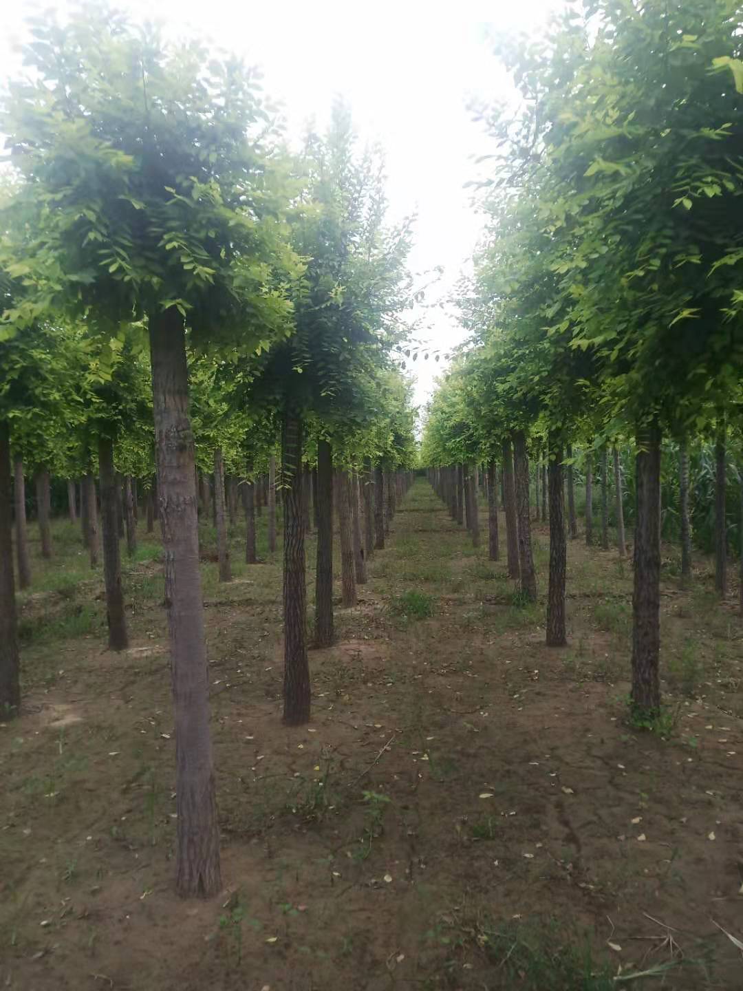 河北保定金葉榆苗木,保定金葉榆廠家直銷,保定金葉榆多少錢(qián)一棵,保定金葉榆市場(chǎng)價(jià)格,保定金葉榆熱線電話
