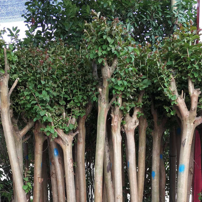 武漢室外苗木商場綠植工廠盆栽價格，武漢單位苗木寫字樓綠化戶外綠化