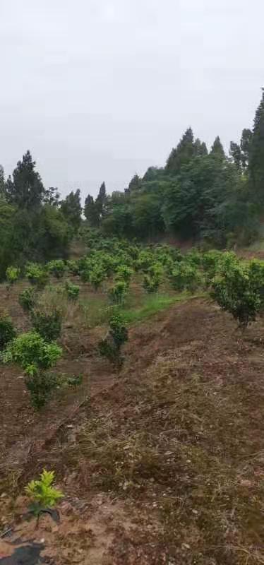 廣西無核沃柑種植-廣西無核沃柑批發(fā)價格-【簡陽市學軍苗木種植專業(yè)合作社】