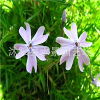 江蘇宿遷沭陽(yáng)萱草基地-江蘇沭陽(yáng)萱草批發(fā)價(jià)格-【沭陽(yáng)縣水景園藝場(chǎng)】