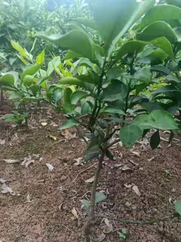 四川簡陽愛媛38(紅美人)種植-四川簡陽愛媛38(紅美人)批發(fā)價(jià)格-【簡陽市學(xué)軍苗木種植專業(yè)合作社】