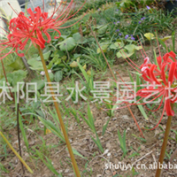 江蘇宿遷沭陽(yáng)石蒜基地-江蘇沭陽(yáng)石蒜批發(fā)價(jià)格-【沭陽(yáng)縣水景園藝場(chǎng)】
